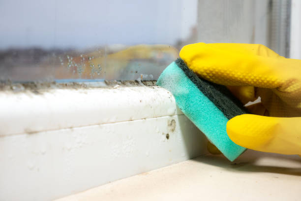 Best Mold Remediation for Schools in North Industry, OH