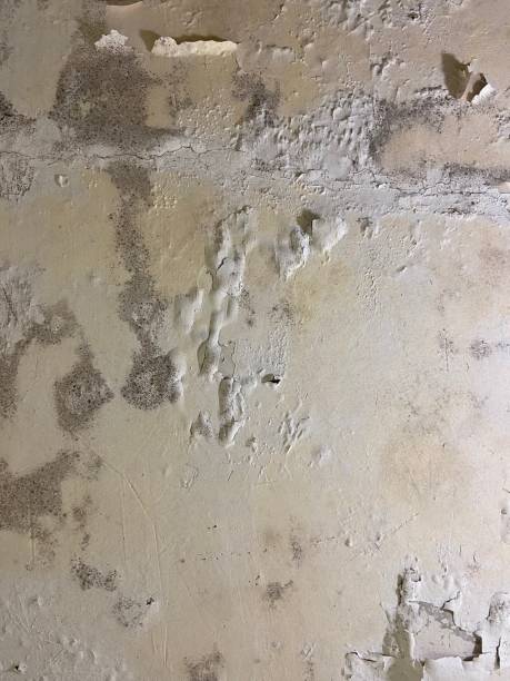 Best Attic Mold Remediation in North Industry, OH