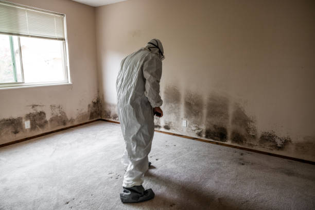 Best Health and Safety Mold Remediation in North Industry, OH